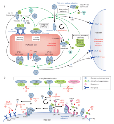 Complement pathway